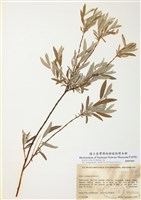 藏品(細葉沼柳)的圖片